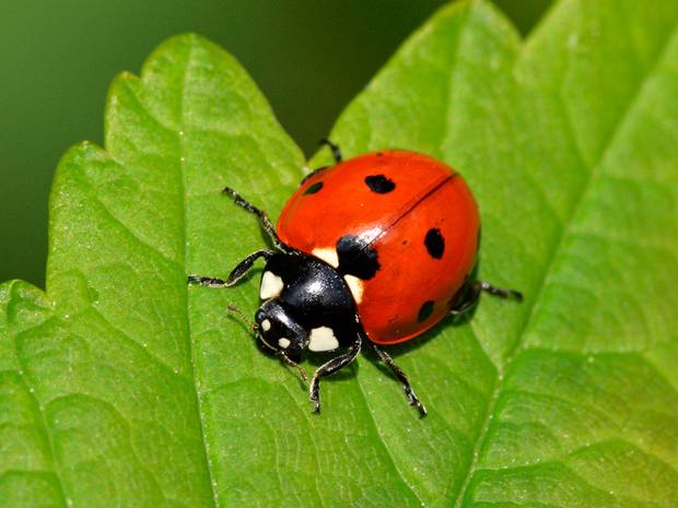 Ladybird