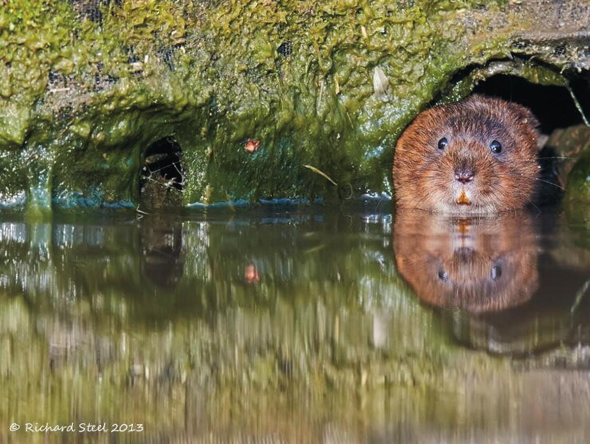 Water Vole Conservation Saltscape