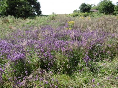 Purple Flowering Betony