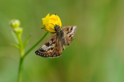 The Dingy Skipper Butterfly